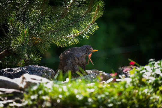a young blackbird is bathing in a bird bad at a hot sunny summer day