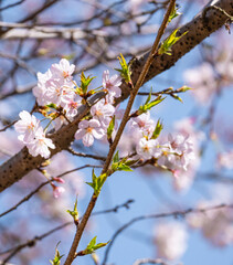 beautiful bouquet pink Japanese cherry blossoms flower or sakura bloomimg on the tree branch.  Small fresh buds and many petals layer romantic flora in botany garden.