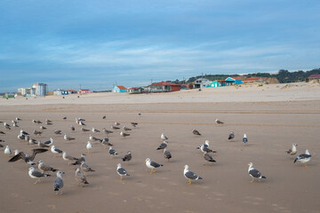 Seagulls on the Beach in Caparica, Portugal