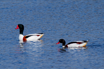 European shelduck duck lives on rivers and marshes very colorful