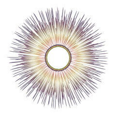 Obraz premium Blooming Firework Petals Line Art — Minimalist Burst on White Background