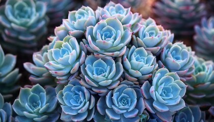 close up of a cluster of blue echeveria succulents with flower buds arranged in a crown formation