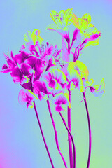 Colorful abstract floral artwork of alstroemeria and sweet pea. digital art
