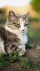 a cat lies on the chair, cat eyes