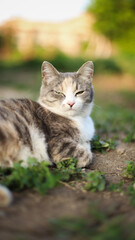 a cat lies on the chair, cat eyes