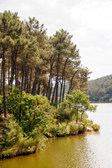 lake panorama in the forest