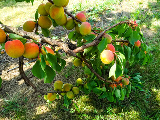 Ripe apricots on a branch in an orchard