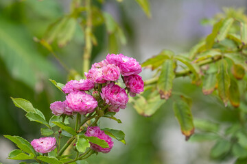 beautiful fresh bouquet vineyard song rose pink flower tree with green leaves in botany garden. soft fragant purple romance plant