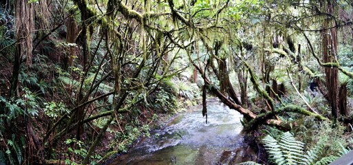 Rainforests in The Catlins, South Island, New Zealand