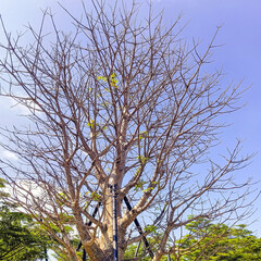 Leafless Tree Under Bright Blue Sky


