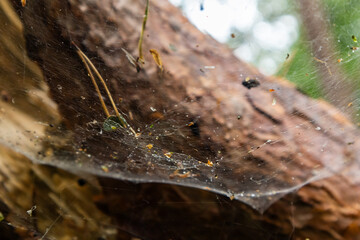 Close-up of a spiderweb with debris on a branch