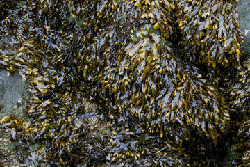 Vibrant top-down shot of green and brown seaweed covering rocks