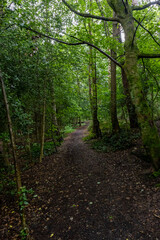 Fototapeta premium Narrow, winding dirt path covered with leaves leads through a dense, verdant forest