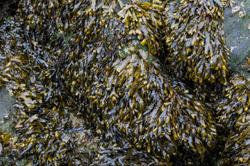 Vibrant top-down shot of green and brown seaweed covering rocks