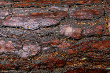 Close-up view of textured tree bark