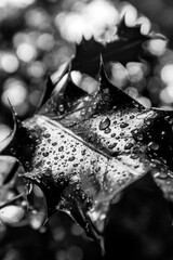 Black and white close-up of a holly leaf with raindrops