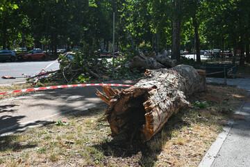 An uprooted tree fallen on a road and on a car in the aftermath of a thunderstorm with strong winds...