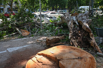 An uprooted tree fallen on a road and on a car in the aftermath of a thunderstorm with strong winds in Milan, Italy