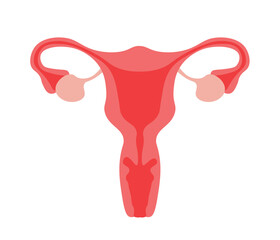 women uterus and ovary, womens reproductive system