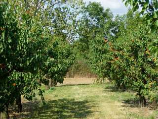Apricot trees in an orchard in summer