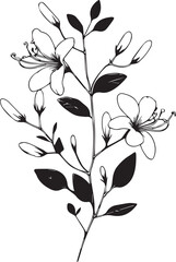 Coloring pages for children, Easy Honeysuckle flwoer line art hand drawing Illustration sketch contour bouquet of artistic Honeysuckle flowers hand drawing pencil art, isolated Realistic flower
