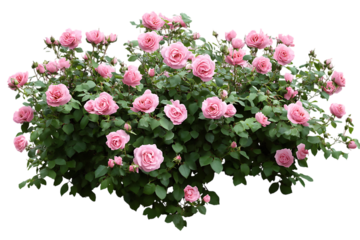 pink rose bush, on a transparent background.