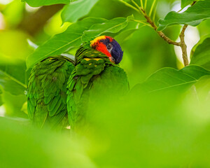 Rainbow Lorikeet