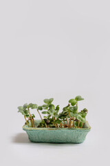 Sprouted radish microgreens in a green cardboard growing tray on a white background. vertical photo with space for text