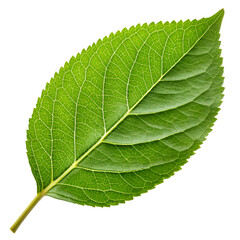 Obraz premium green leaf isolated on white