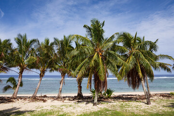 Tropical island reef shore lined with palm trees under a sunny blue sky.
