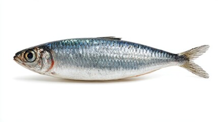 Fresh whole sardine with shiny silver-blue skin isolated on pure white seamless studio background