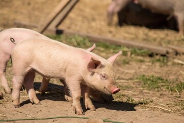 Fototapeta premium pig