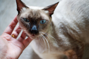 Siamese cat enjoy and relax in garden with natural sunlight. Select and soft focus.