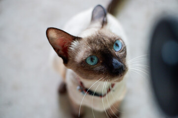 Siamese cat enjoy and relax in garden with natural sunlight. Select and soft focus.