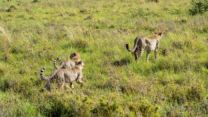 Cheetahs in the Wild A Thrilling Adventure through Africas Grasslands and Biodiversity Tansania...