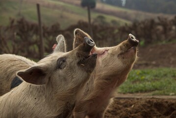 Fototapeta premium pig