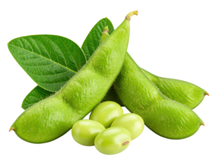 Fresh green soybeans with pods and leaves, showcasing smooth, oval seeds and textured pod surfaces.