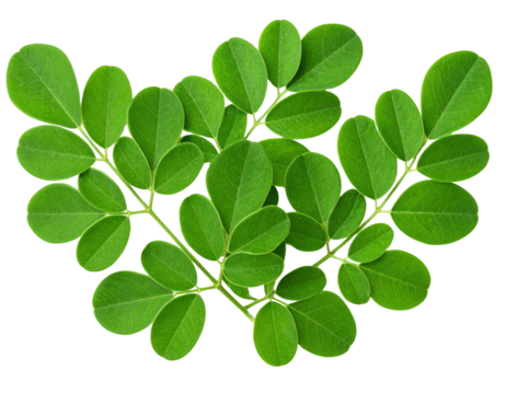 A cluster of vibrant green leaves with smooth edges and distinct veins arranged on thin stems.