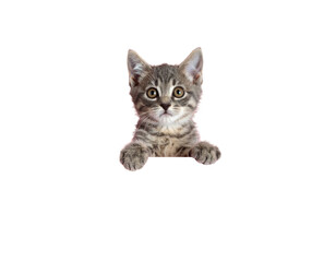 Fototapeta premium Cute gray kitten with big round eyes standing behind a pink surface, front paws placed on top of the table as it peers over with a curious expression, shot from a slightly elevated 
