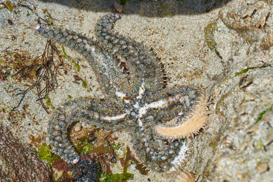 &eacute;toile de mer