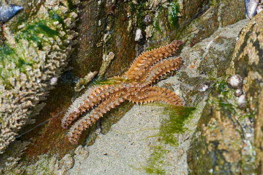 &eacute;toile de mer