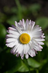 Fototapeta premium daisy flower closeup