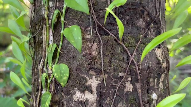 parasitic vine growing on a coconut tree