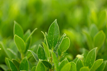 Green tea leaves macro close up,Close-up macro of green tea leaves and raindrops in the morning,Tea...