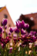 Vibrant Purple Tulips in a Garden