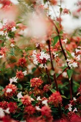 Vibrant Red and White Flowers in a Garden