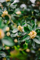 Vibrant Green Leaves with Blossoms