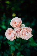Close-up of blooming pink roses.