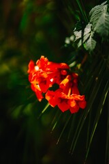 Vibrant red flowers in a sunlit garden.