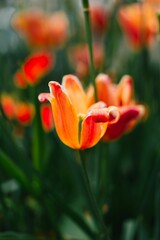 Vibrant Orange Tulips in Bloom